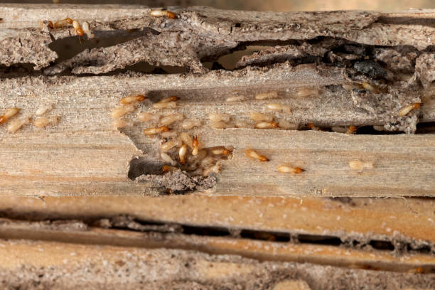 Best Insect Control  in Powells Crossroads, TN